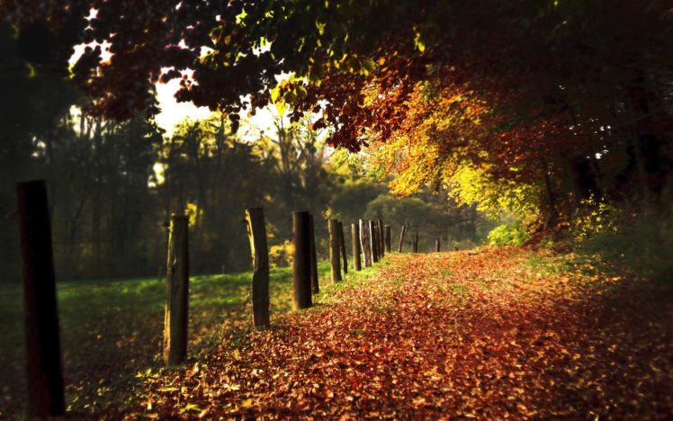 landscapes, Autumn, Paths HD Wallpaper Desktop Background