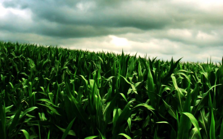clouds, Corn, Plants HD Wallpaper Desktop Background