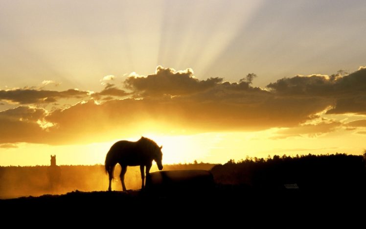 nature, Landscapes, Horses, Sunset, Sunrise, Sky, Clouds HD Wallpaper Desktop Background