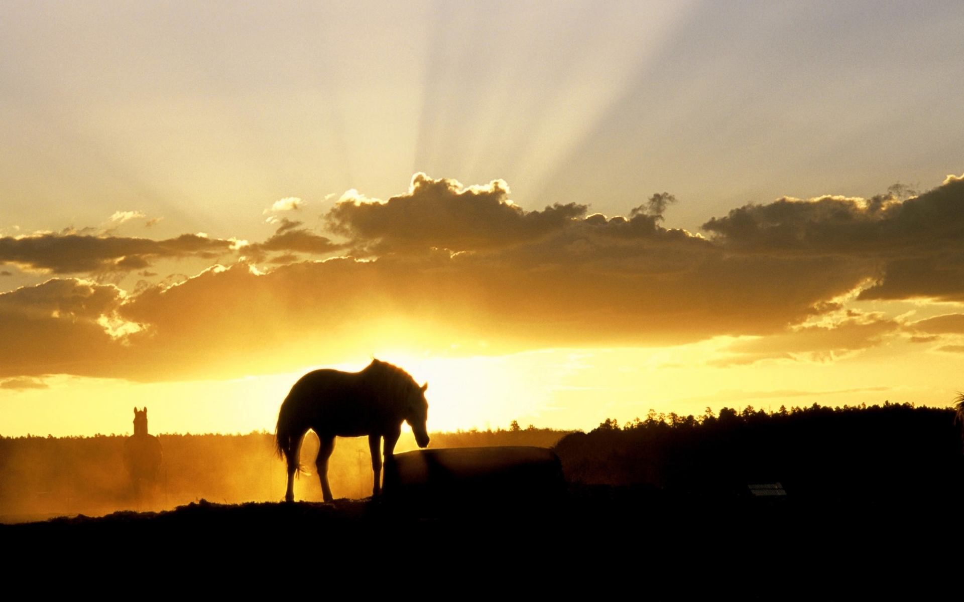 Nature, Landscapes, Horses, Sunset, Sunrise, Sky, Clouds Wallpapers Hd