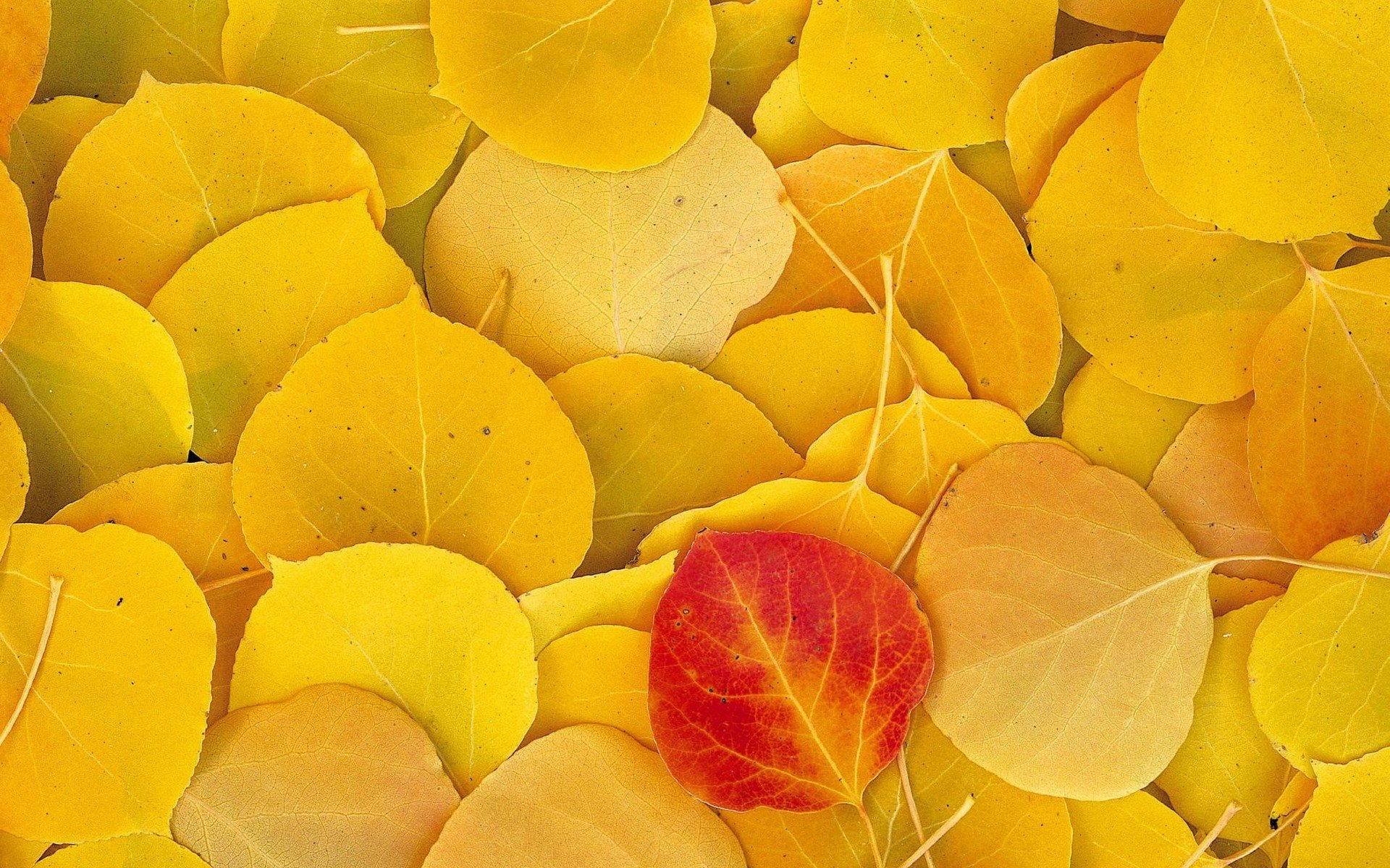 autumn, Leaves, Fallen, Leaves Wallpaper