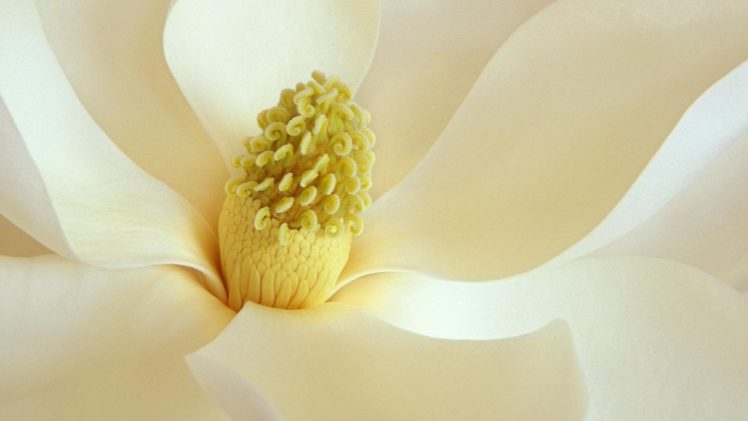 flowers, Magnolia, White, Flowers HD Wallpaper Desktop Background