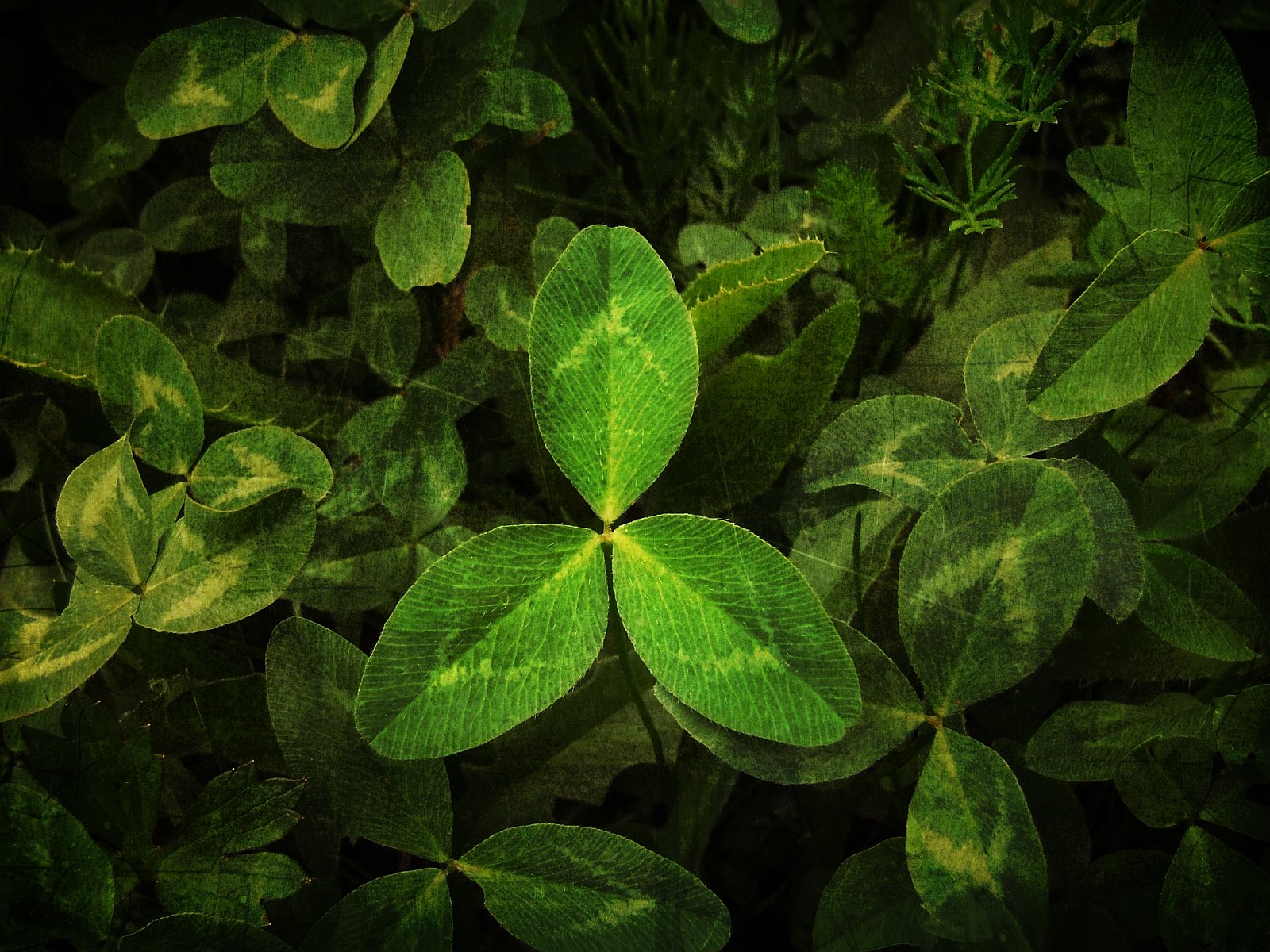 nature, Leaves, Clovers Wallpaper