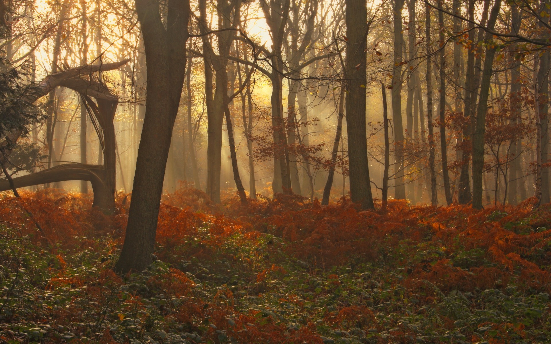 landscapes, Forests, Ferns, Sunlight, Beam, Rays Wallpaper