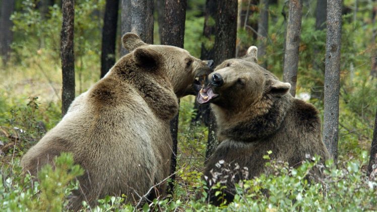 animals, Grizzly, Bears, Bears HD Wallpaper Desktop Background