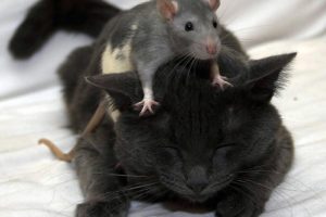animals, Rats, Kittens