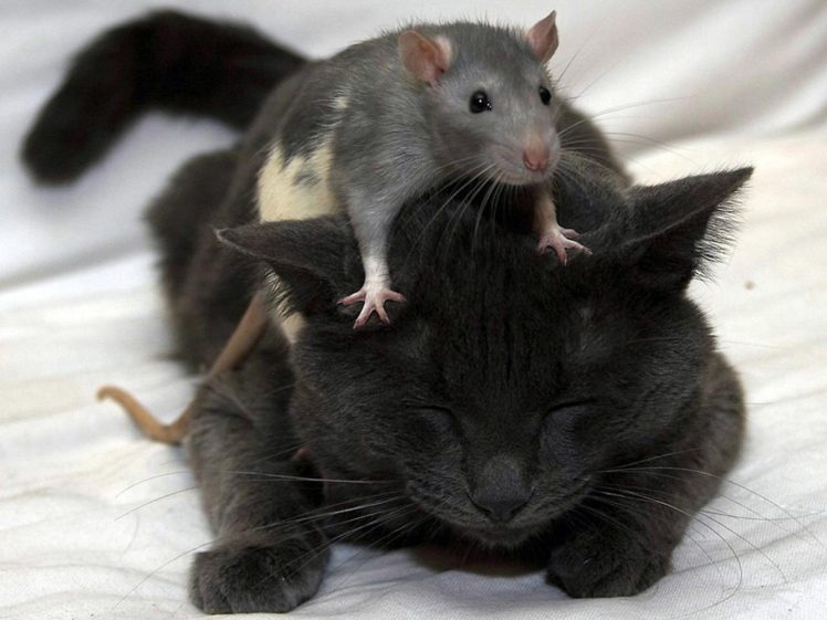 animals, Rats, Kittens HD Wallpaper Desktop Background
