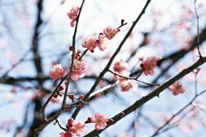 japan, Cherry, Blossoms, Flowers, Spring