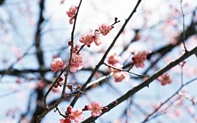 japan, Cherry, Blossoms, Flowers, Spring HD Wallpaper Desktop Background