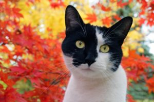 autumn, Cats, Animals, Omar