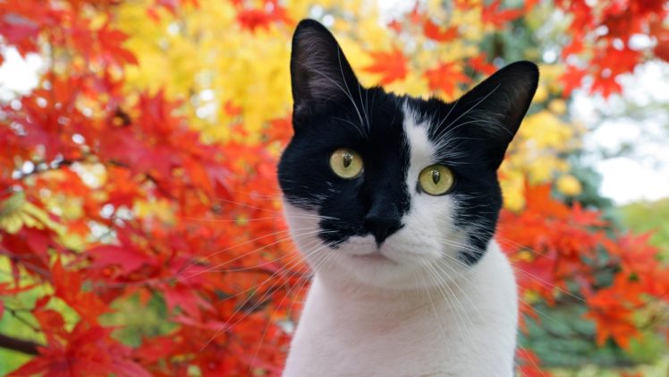 autumn, Cats, Animals, Omar HD Wallpaper Desktop Background