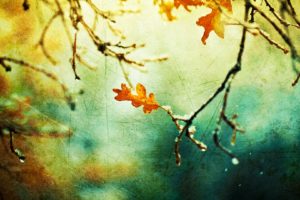 nature, Autumn, Grunge, Sunlight, Branches