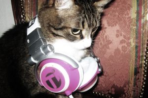 headphones, Cats