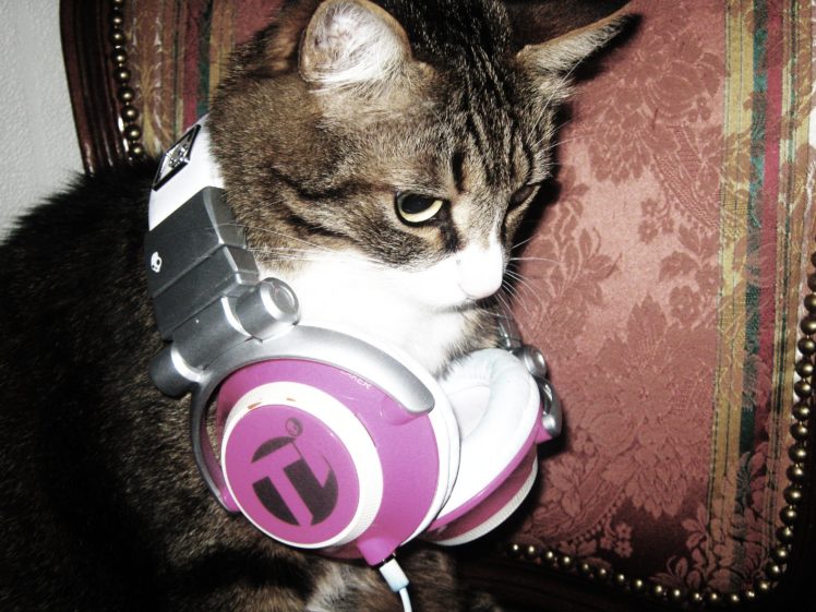headphones, Cats HD Wallpaper Desktop Background