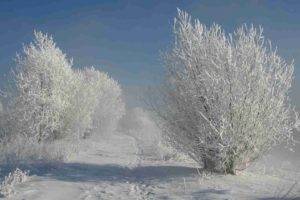 landscapes, Nature, Paths, Shadows, Snow, White, Bushes, Hoarfrost