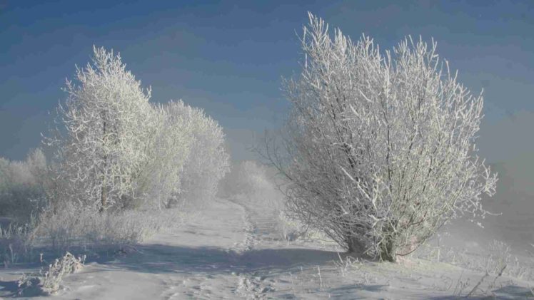 landscapes, Nature, Paths, Shadows, Snow, White, Bushes, Hoarfrost HD Wallpaper Desktop Background