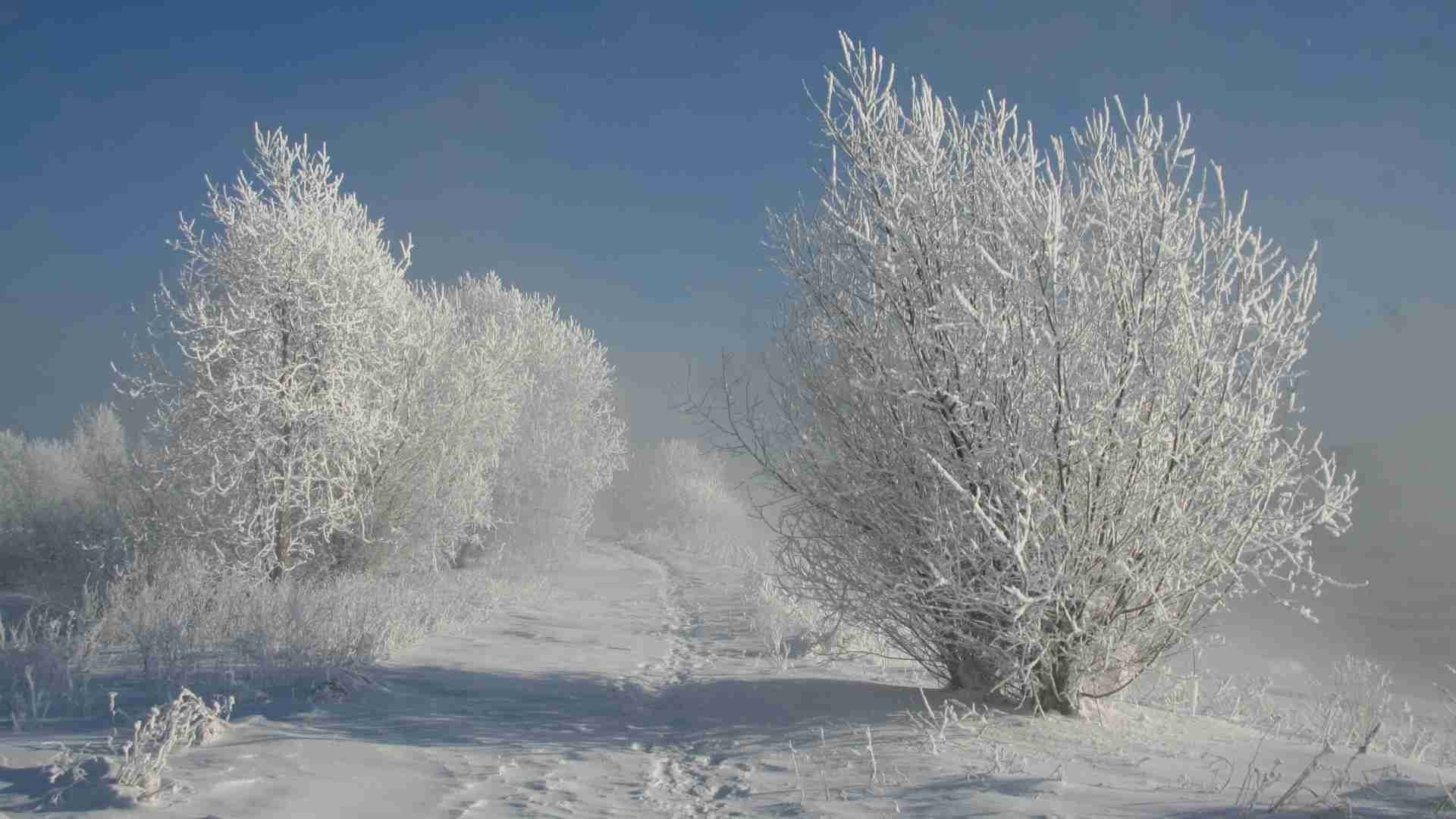 landscapes, Nature, Paths, Shadows, Snow, White, Bushes, Hoarfrost Wallpaper