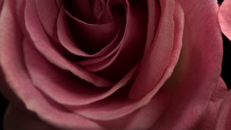 nature, Red, Macro, Roses HD Wallpaper Desktop Background