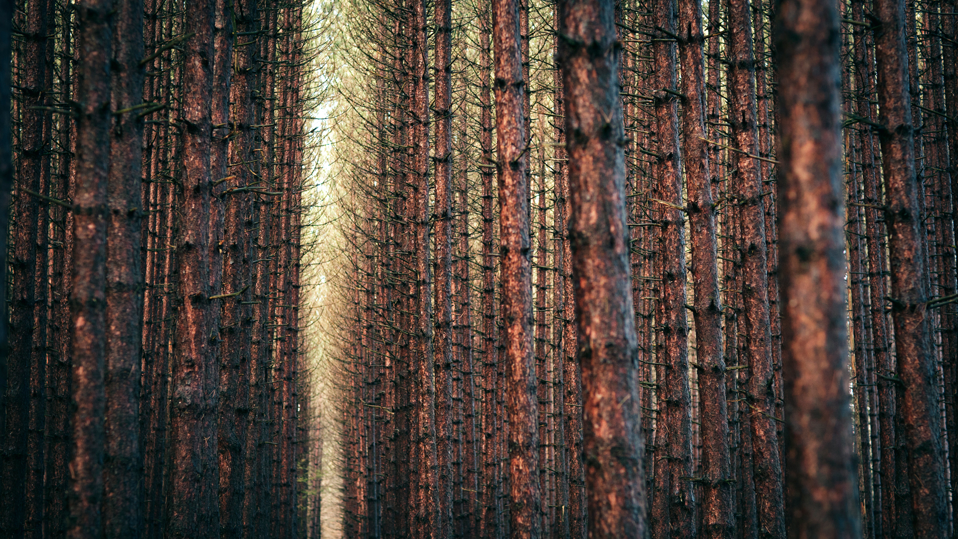 forest Wallpaper