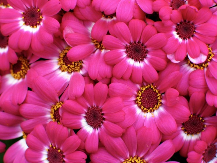 flowers, Pink, Flowers HD Wallpaper Desktop Background