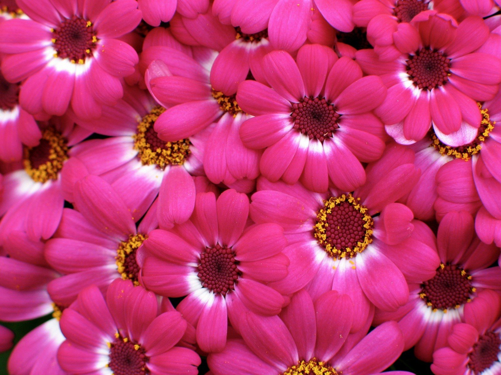 flowers, Pink, Flowers Wallpaper