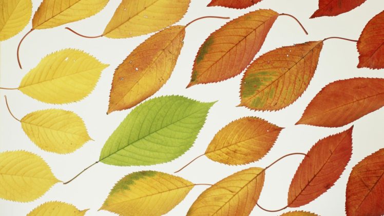 multicolor, Leaves HD Wallpaper Desktop Background