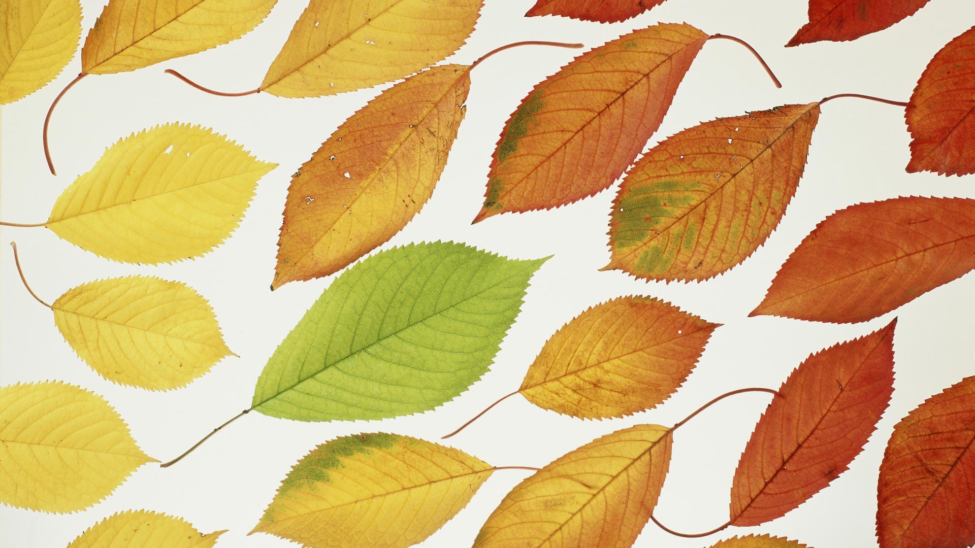 multicolor, Leaves Wallpaper