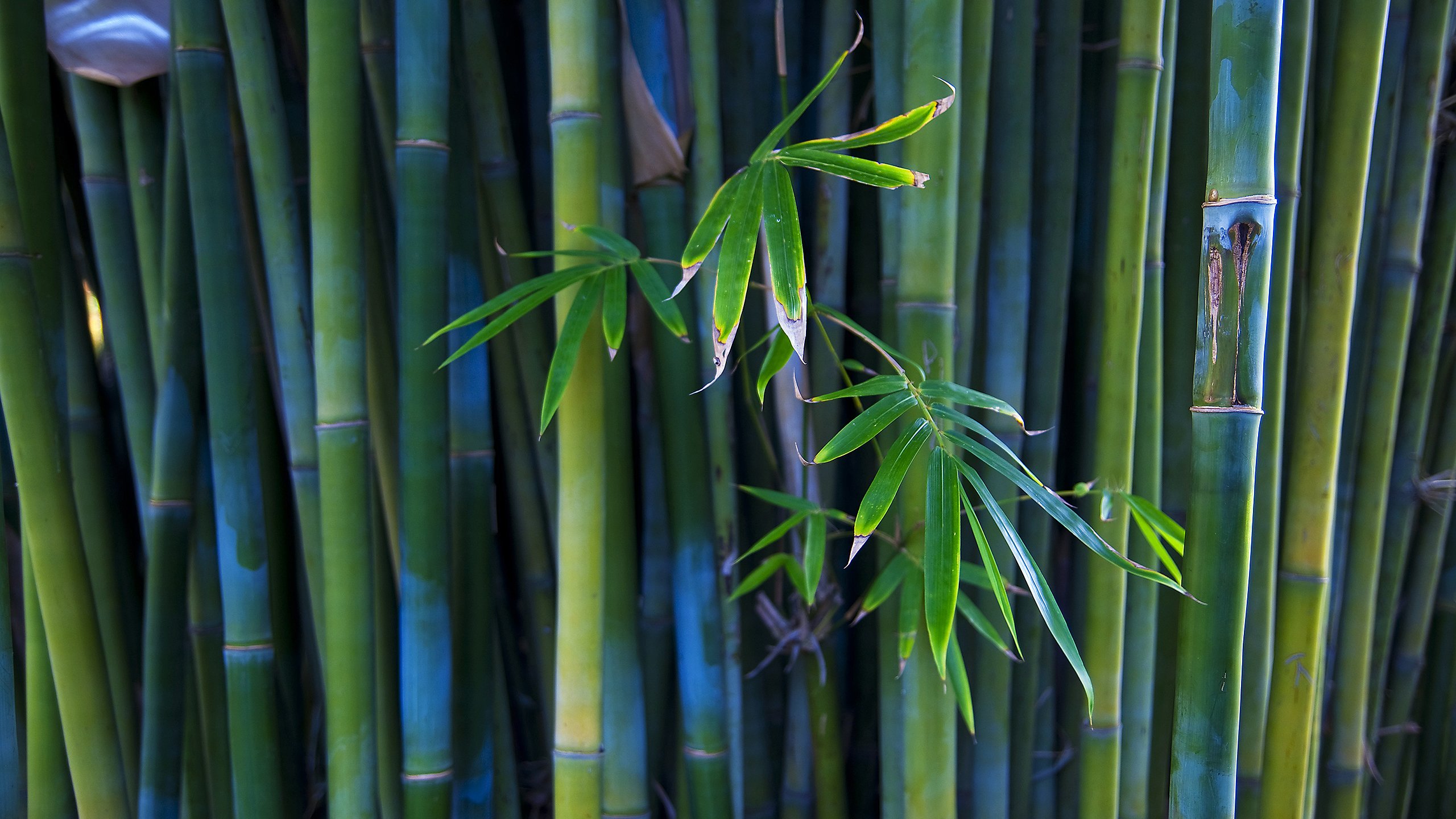 nature, Bamboo Wallpaper