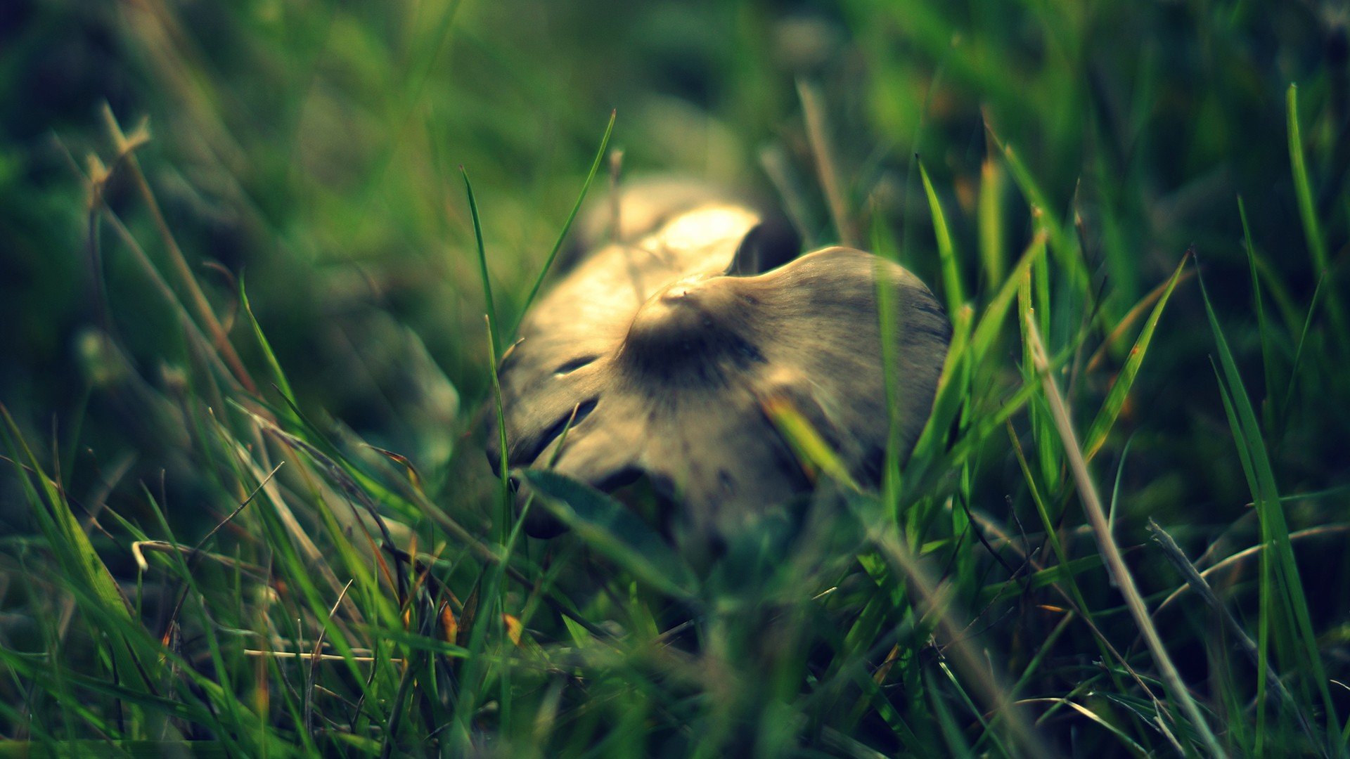 nature, Grass, Mushrooms, Macro Wallpaper