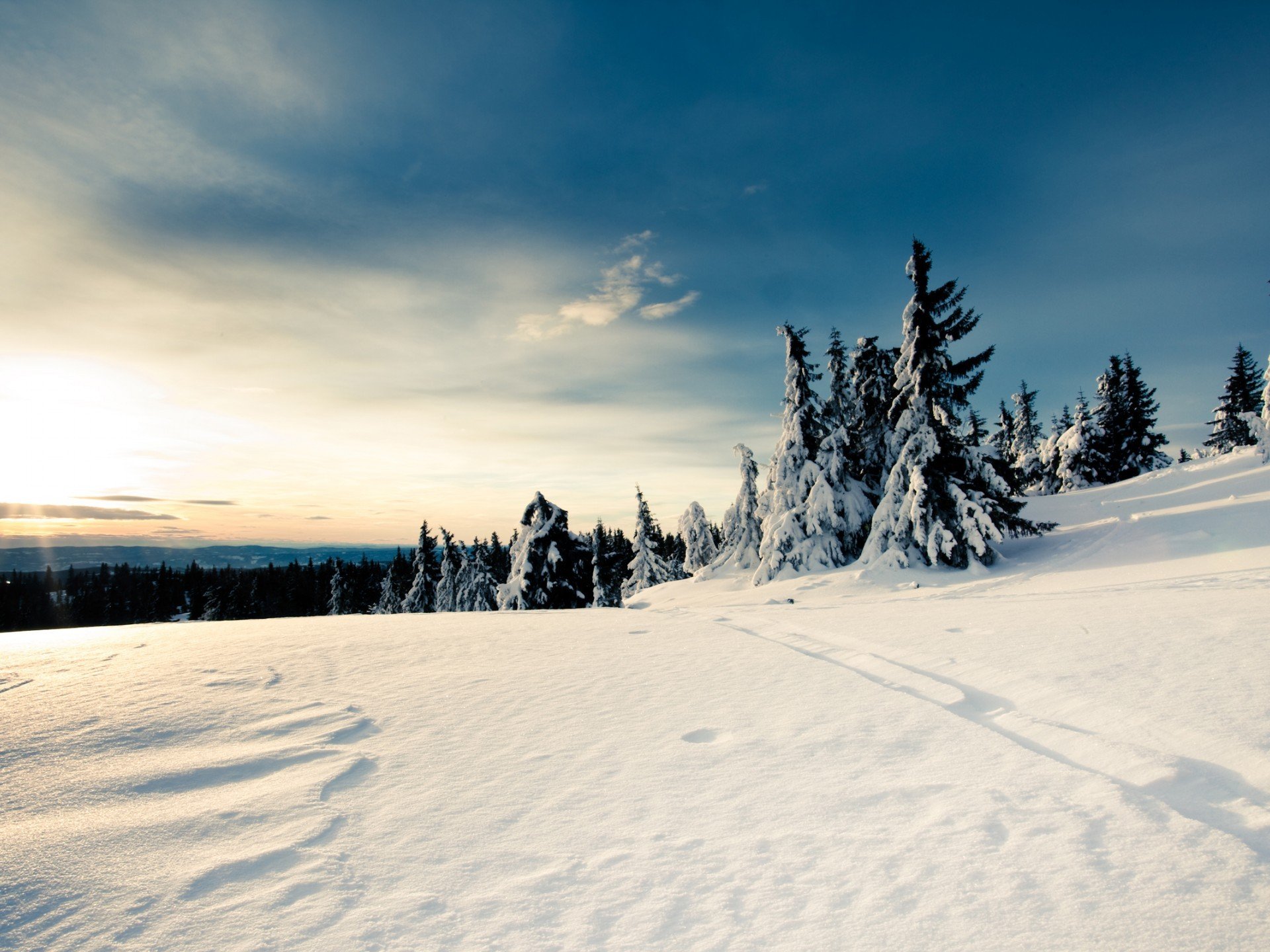 snow, Fir, Bright Wallpaper