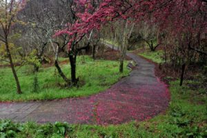 cherry, Blossoms, Paths