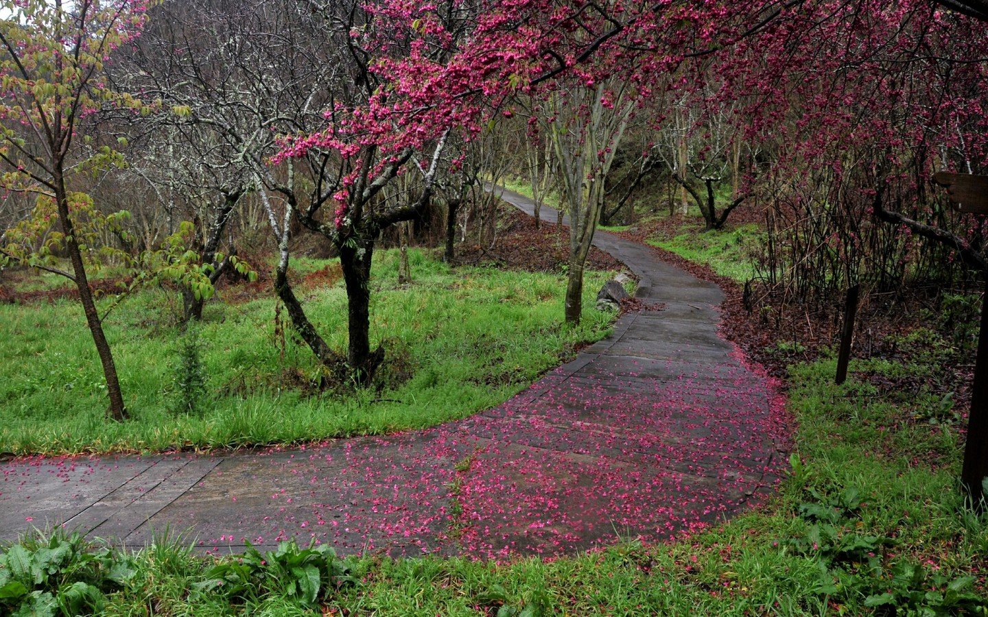 cherry, Blossoms, Paths Wallpaper