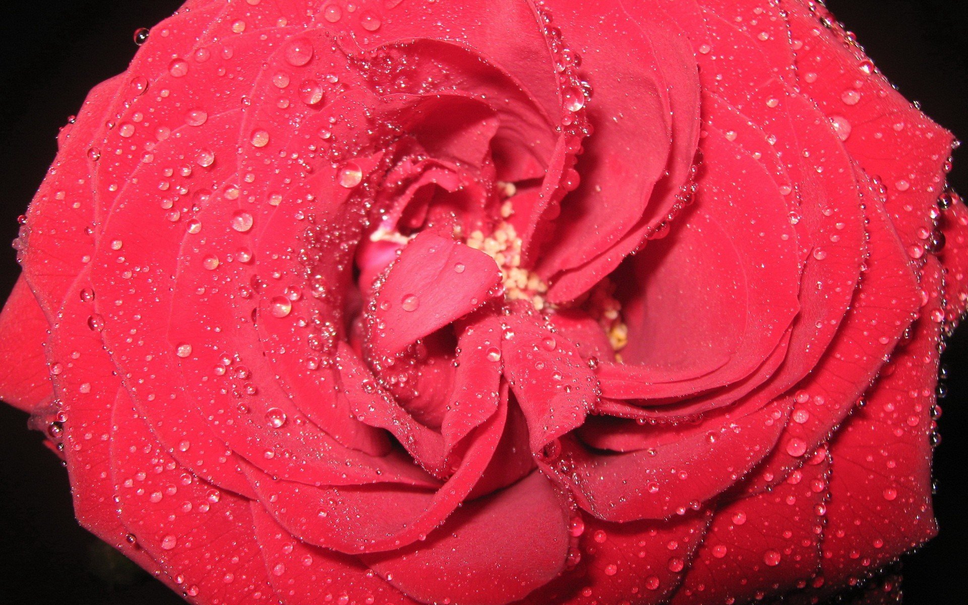 flowers Wallpaper