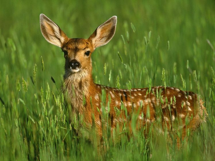 animals, Grass, Fields, Outdoors, Deer HD Wallpaper Desktop Background