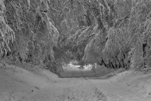 roads, Trees, Forest, Winter