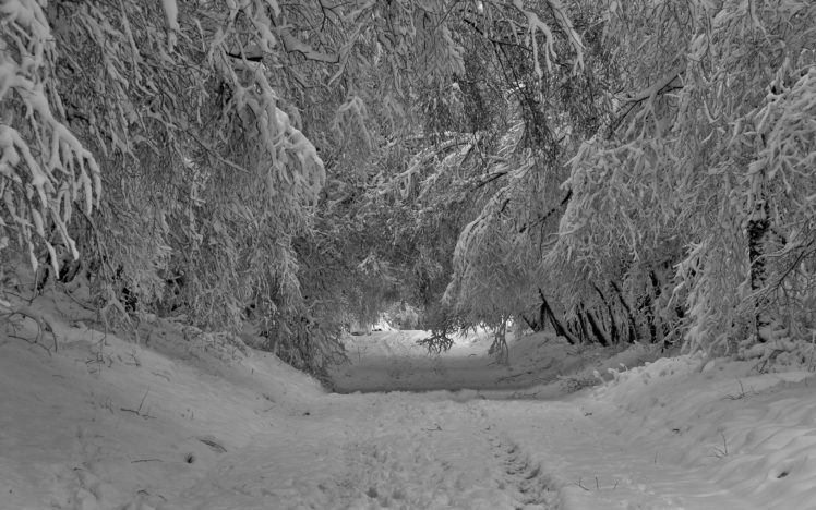 roads, Trees, Forest, Winter HD Wallpaper Desktop Background