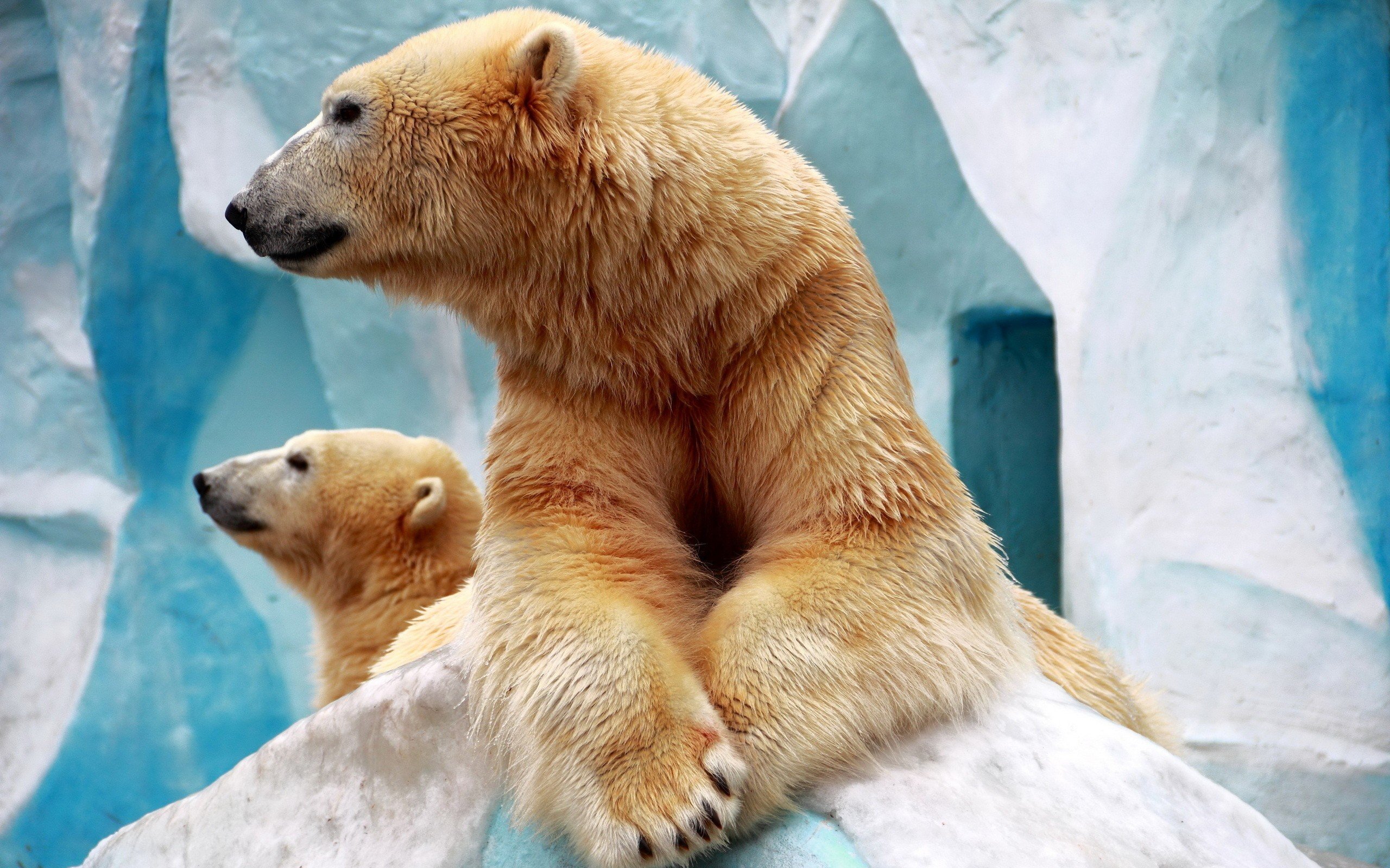 polar, Bears Wallpaper