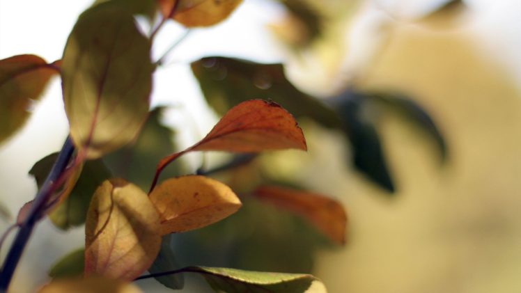 leaves, Plants, Depth, Of, Field HD Wallpaper Desktop Background
