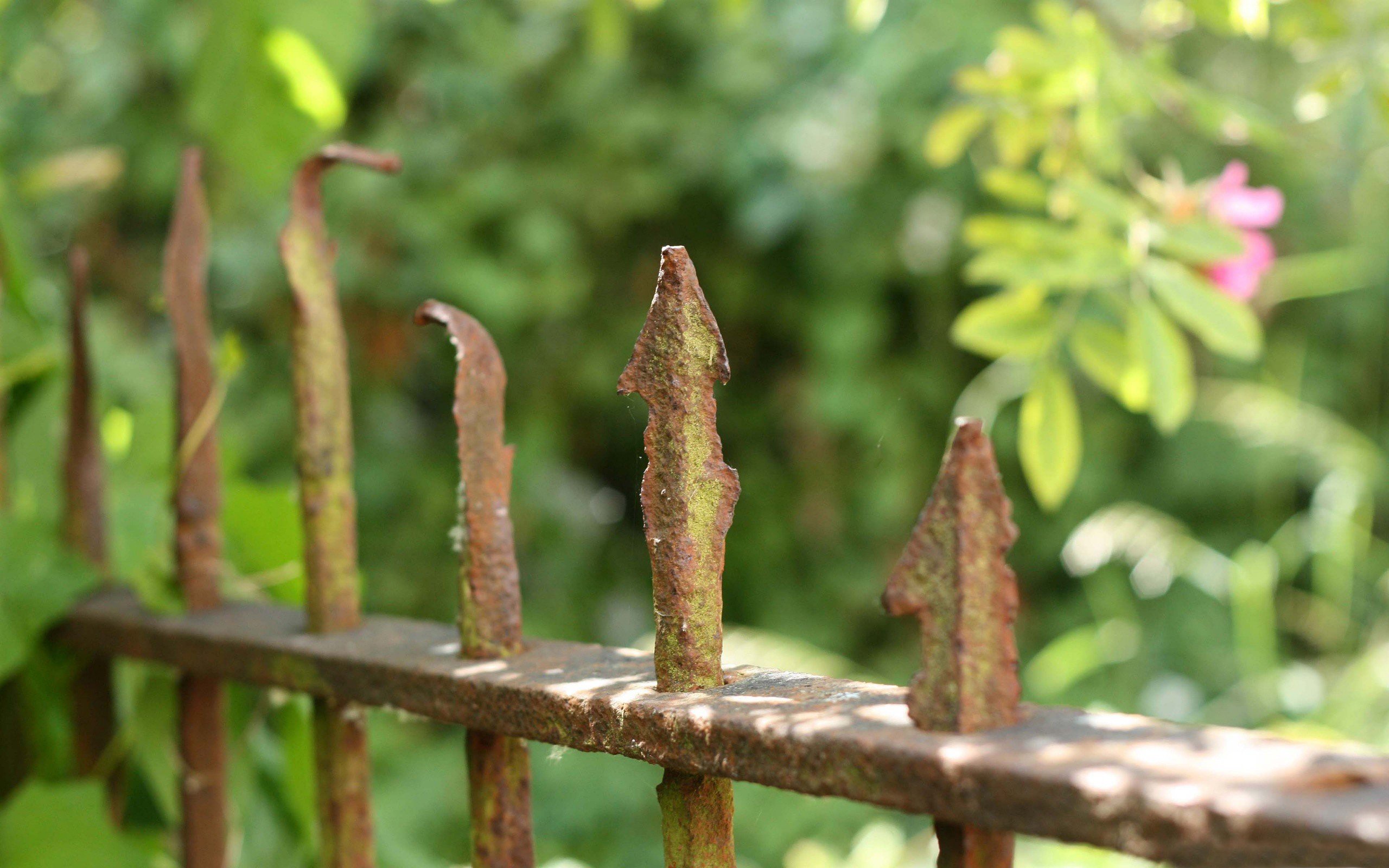 flowers, Fences Wallpaper