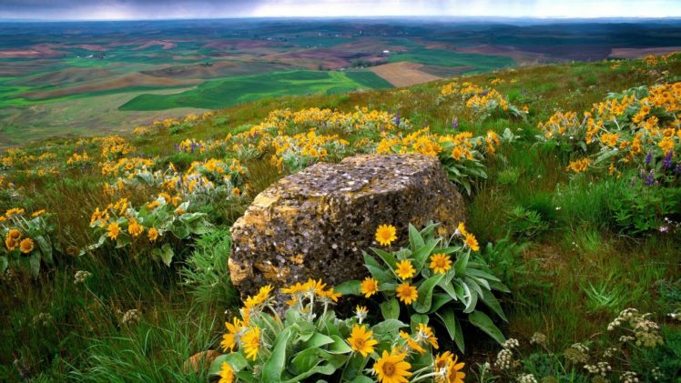 flowers, Fields, Rocks, Country, Washington, Farm, Yellow, Flowers, Palouse HD Wallpaper Desktop Background