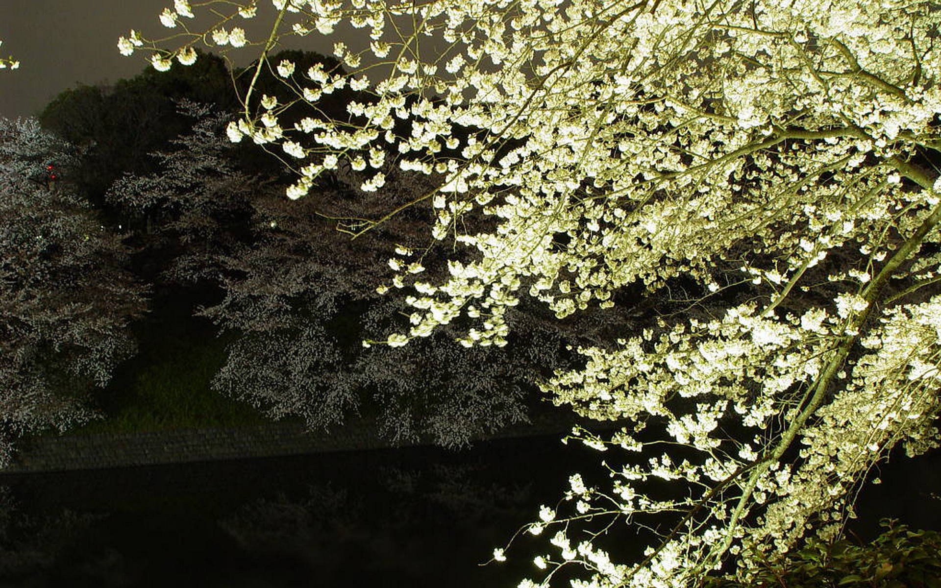 japan, Cherry, Blossoms, Flowers, Sakura, Spring, Flowered, Trees Wallpaper