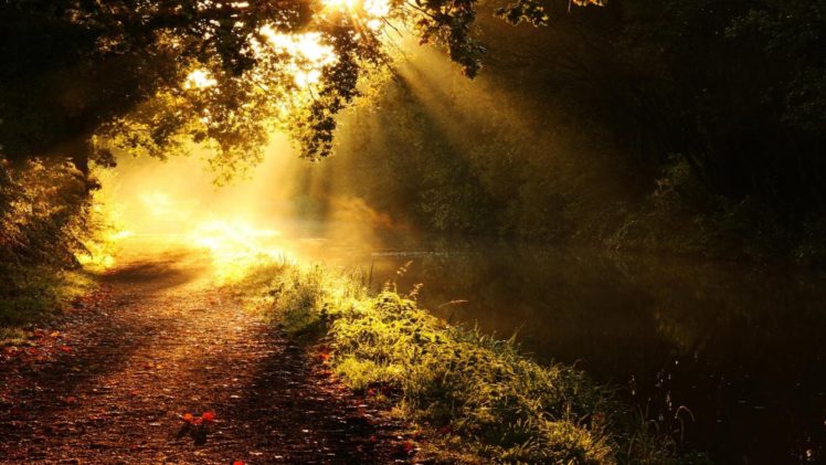 forests, Paths, Golden, Sunlight, Morning, Creek HD Wallpaper Desktop Background