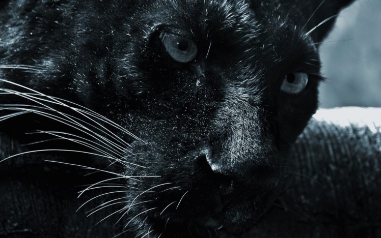 black, Cats, Animals, Panthers HD Wallpaper Desktop Background