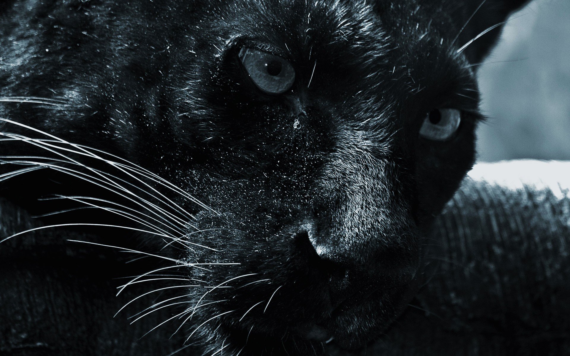 black, Cats, Animals, Panthers Wallpaper