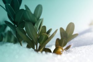 nature, Winter, Snow, Plants