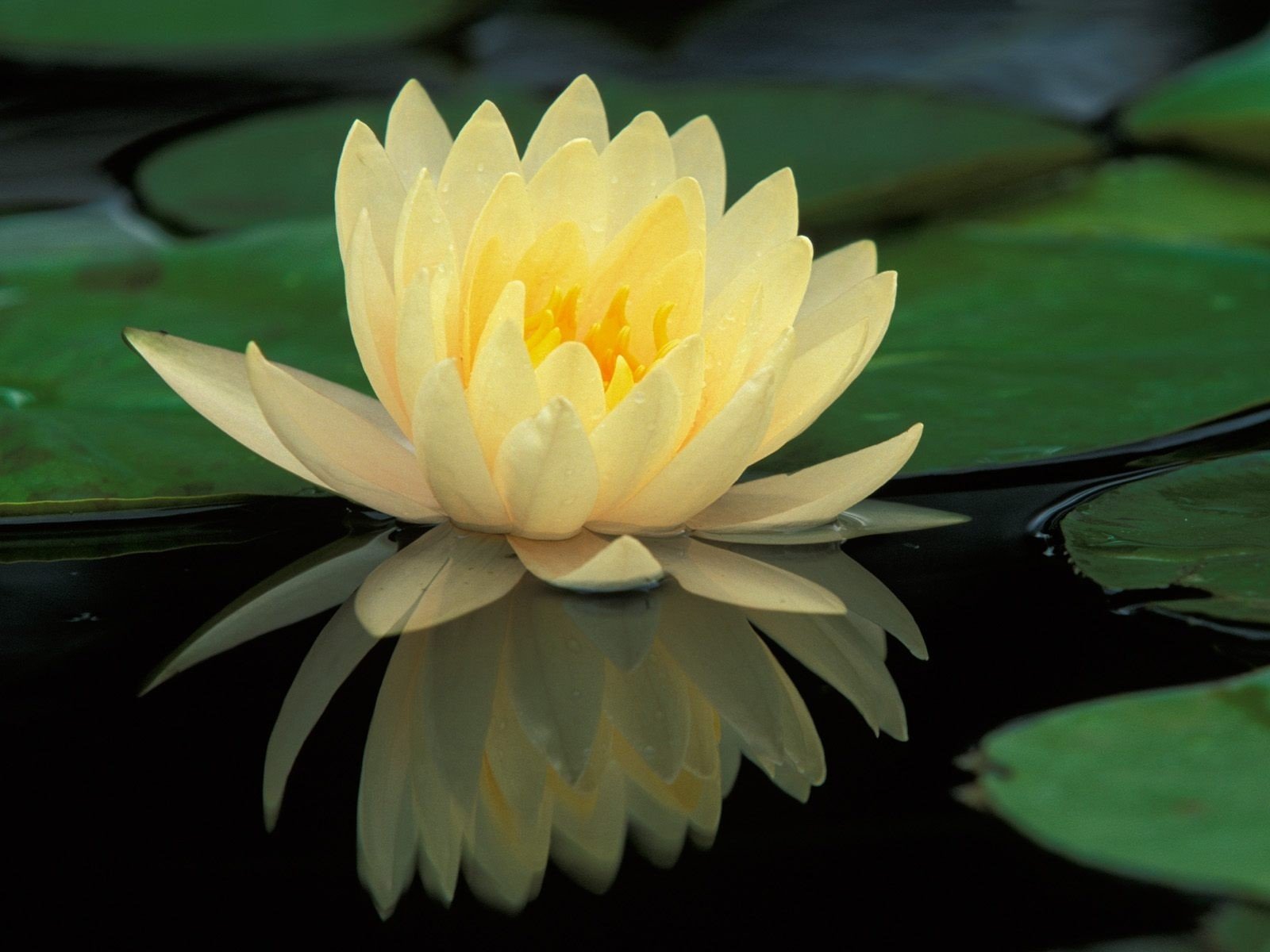 flowers, Lily, Pads, Reflections, Water, Lilies Wallpaper