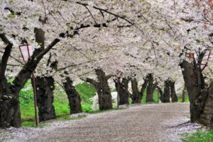 cherry, Blossoms, Trees, Paths