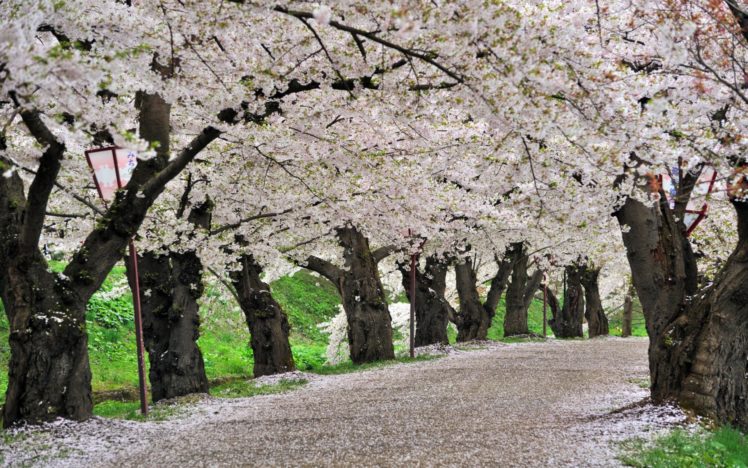 cherry, Blossoms, Trees, Paths HD Wallpaper Desktop Background