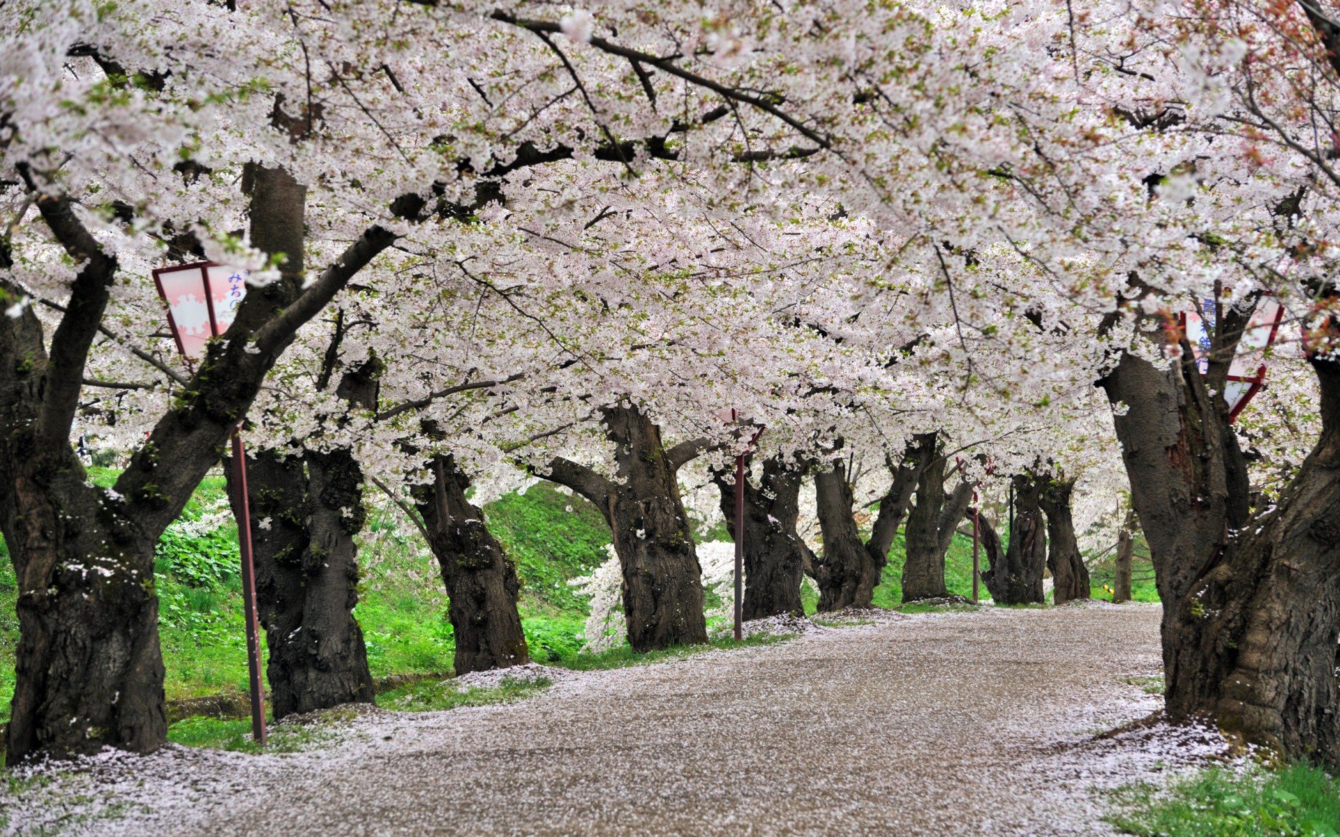 cherry, Blossoms, Trees, Paths Wallpaper
