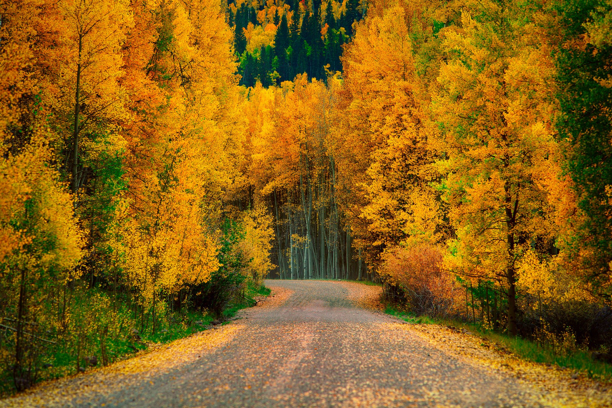autumn, Trees, Forest, Road, Nature Wallpaper